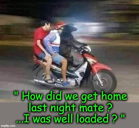 A Man`s Best Friend ! | " How did we get home
last night mate ?
...I was well loaded ? " | image tagged in hotdog | made w/ Imgflip meme maker
