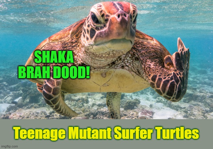 Nature photography | SHAKA BRAH DOOD! Teenage Mutant Surfer Turtles | image tagged in memes,surfer,tmnt,dood,turtle | made w/ Imgflip meme maker