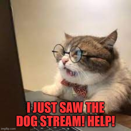 When the cat visits the dog stream: | I JUST SAW THE DOG STREAM! HELP! | image tagged in cute cat | made w/ Imgflip meme maker