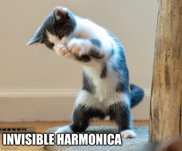 INVISIBLE HARMONICA | image tagged in funny cats | made w/ Imgflip meme maker