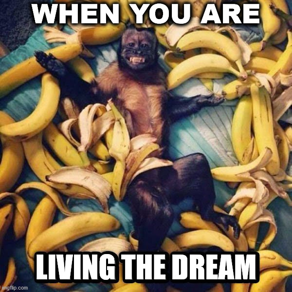 Happiness | WHEN YOU ARE; LIVING THE DREAM | image tagged in living the dream | made w/ Imgflip meme maker