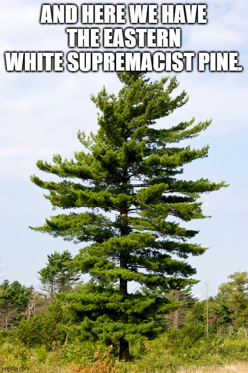 AND HERE WE HAVE THE EASTERN WHITE SUPREMACIST PINE. | made w/ Imgflip meme maker