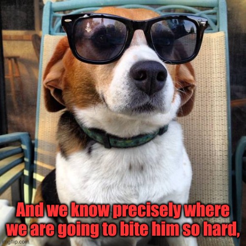 beagle sunglasses | And we know precisely where we are going to bite him so hard, | image tagged in beagle sunglasses | made w/ Imgflip meme maker