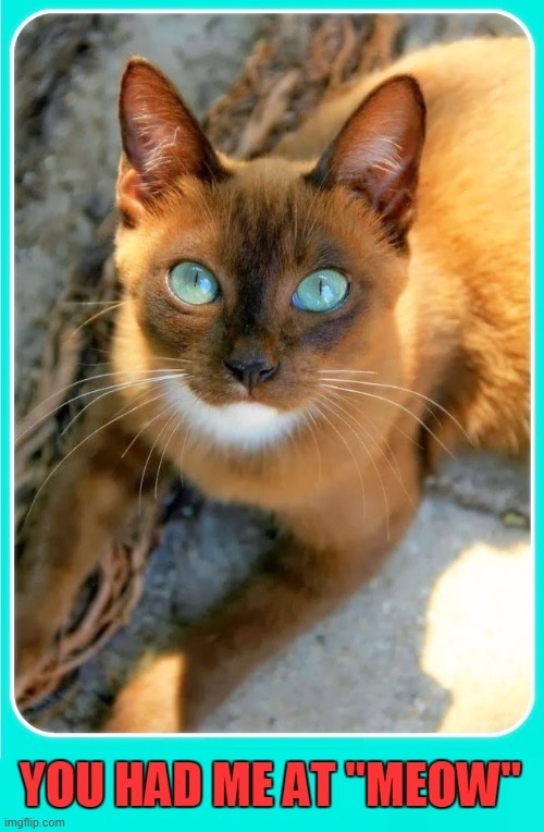 Beautiful Brown Siamese Cat | image tagged in vince vance,cats,i love cats,meow,blue eyes,here kitty | made w/ Imgflip meme maker