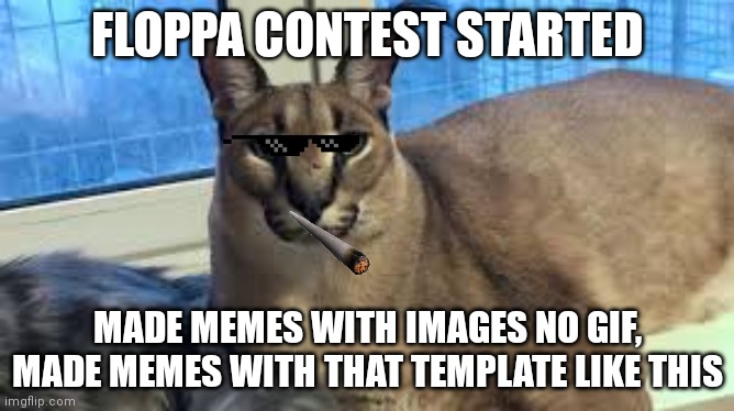 Floppa contest started | FLOPPA CONTEST STARTED; MADE MEMES WITH IMAGES NO GIF, MADE MEMES WITH THAT TEMPLATE LIKE THIS | image tagged in floppa | made w/ Imgflip meme maker