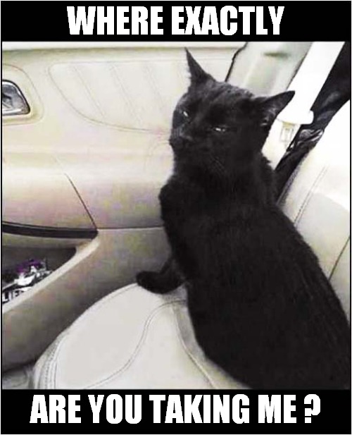 Cat Suspicious Of Car Ride ! | WHERE EXACTLY; ARE YOU TAKING ME ? | image tagged in cats,suspicious cat,car ride | made w/ Imgflip meme maker