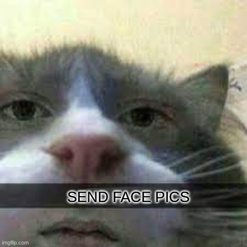 do a face reveal | SEND FACE PICS | image tagged in send toe pics cat | made w/ Imgflip meme maker