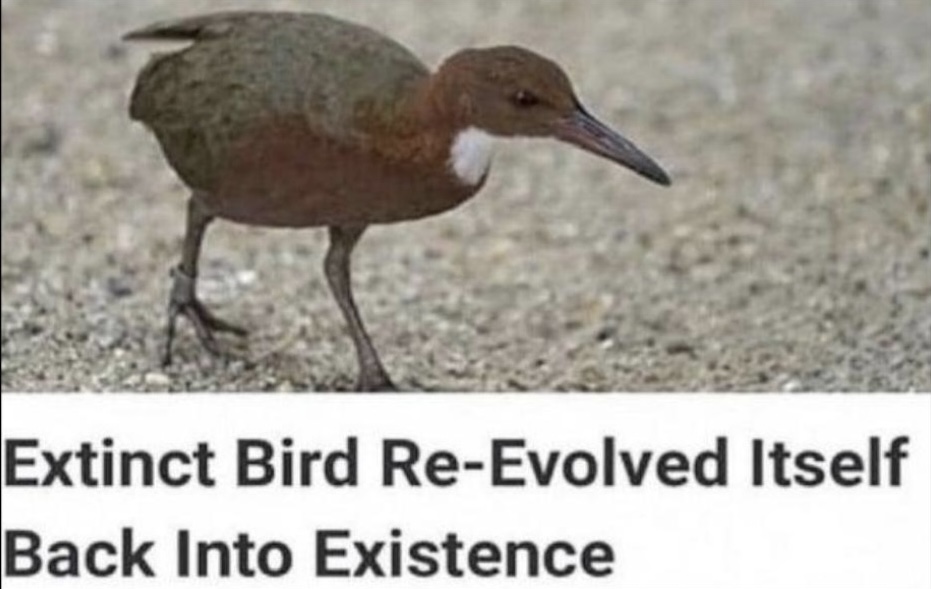 Bird Blank Template Imgflip