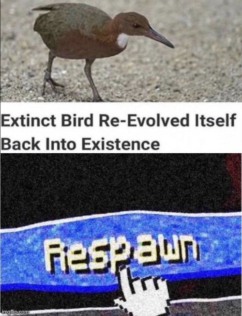 Respawn time | image tagged in bird,respawn | made w/ Imgflip meme maker
