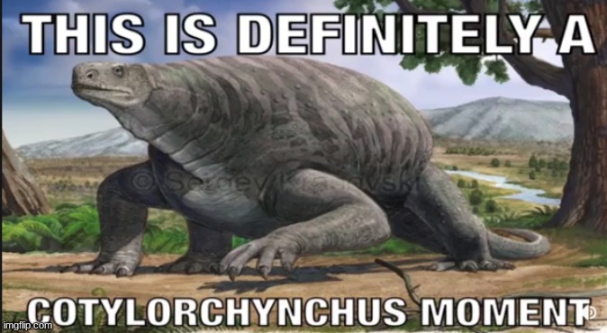 This is definitely a Cotylorchynchus moment | image tagged in this is definitely a cotylorchynchus moment | made w/ Imgflip meme maker