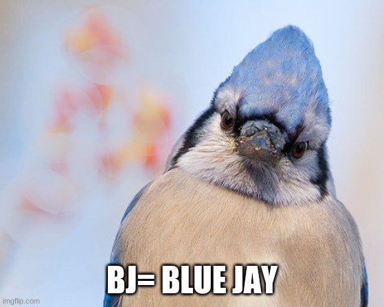 Blue jay | BJ= BLUE JAY | image tagged in blue jay | made w/ Imgflip meme maker
