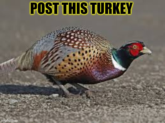Post this Turkey | POST THIS TURKEY | image tagged in post this turkey,turkey,happy thanksgiving,but why why would you do that | made w/ Imgflip meme maker