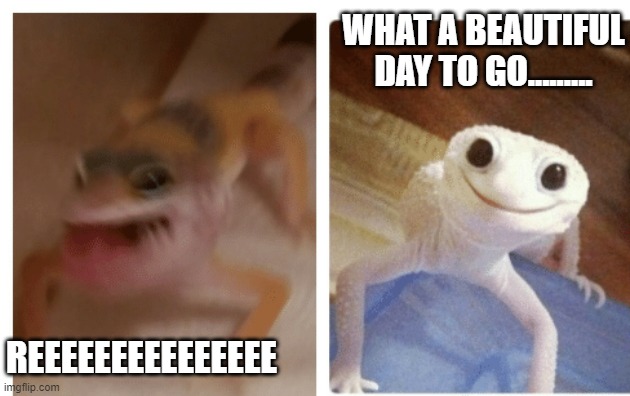 The life of a gecko | WHAT A BEAUTIFUL DAY TO GO......... REEEEEEEEEEEEEEE | image tagged in mornings b like | made w/ Imgflip meme maker