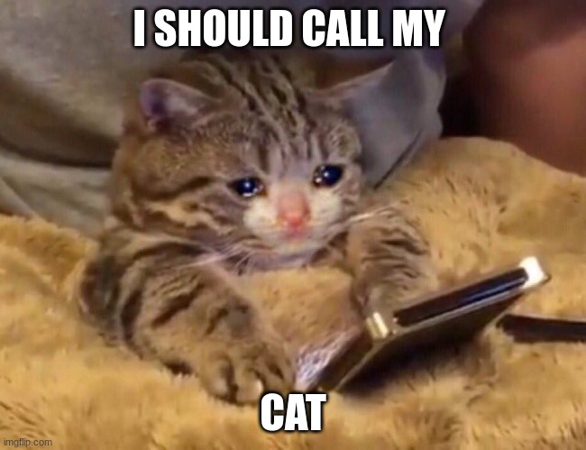 Sad cat phone | I SHOULD CALL MY CAT | image tagged in sad cat phone | made w/ Imgflip meme maker