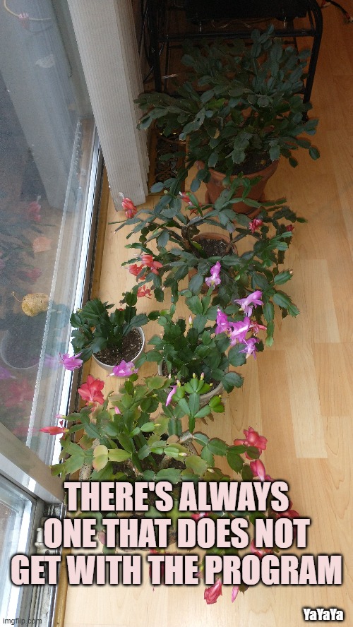 Never Trust the Quiet Guy In The Back | THERE'S ALWAYS ONE THAT DOES NOT GET WITH THE PROGRAM; YaYaYa | image tagged in party pooper,christmas cactus,yayaya | made w/ Imgflip meme maker