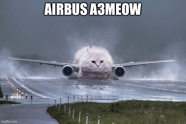 Since I can’t post in fun I post in cats. | AIRBUS A3MEOW | image tagged in meow,cats | made w/ Imgflip meme maker