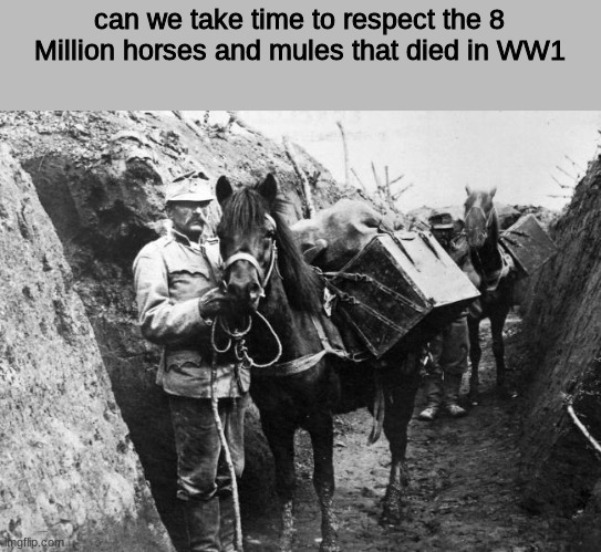 can we take time to respect the 8 Million horses and mules that died in WW1 | image tagged in history,historical | made w/ Imgflip meme maker