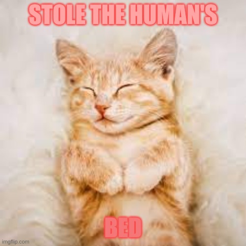 sleepy | STOLE THE HUMAN'S; BED | image tagged in sleepy | made w/ Imgflip meme maker