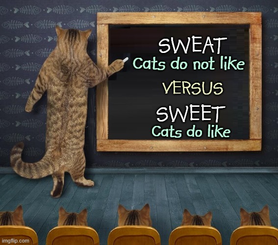 Miss Tabby's Class at Cat School | SWEAT; Cats do not like; VERSUS; SWEET; Cats do like | image tagged in vince vance,memes,cats,classroom,cat teacher,blackboard | made w/ Imgflip meme maker