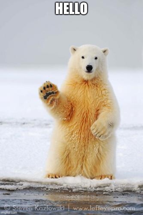 hello polar bear | HELLO | image tagged in hello polar bear | made w/ Imgflip meme maker