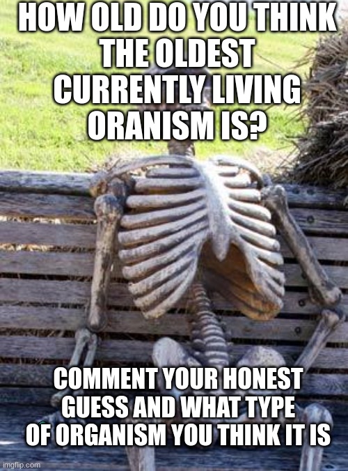I'm afraid that our waiting friend here doesn't qualify | HOW OLD DO YOU THINK
THE OLDEST
CURRENTLY LIVING
ORANISM IS? COMMENT YOUR HONEST GUESS AND WHAT TYPE OF ORGANISM YOU THINK IT IS | image tagged in memes,waiting skeleton,biology | made w/ Imgflip meme maker