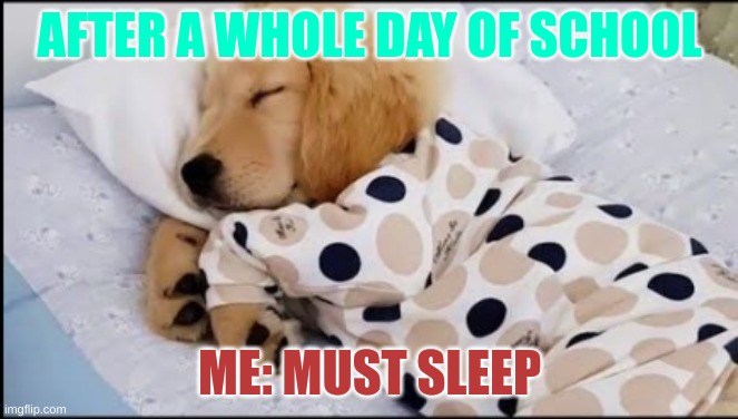 After School | AFTER A WHOLE DAY OF SCHOOL; ME: MUST SLEEP | image tagged in funny memes | made w/ Imgflip meme maker