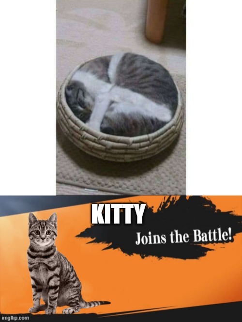 THE NEW CHARACTER IS A CAT! | image tagged in cats,funny cats,smash bros,super smash bros | made w/ Imgflip meme maker