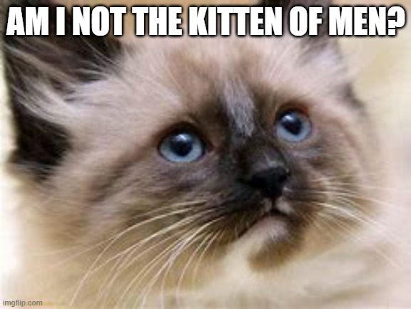 AM I NOT THE KITTEN OF MEN? | image tagged in cats,kittens,cute | made w/ Imgflip meme maker