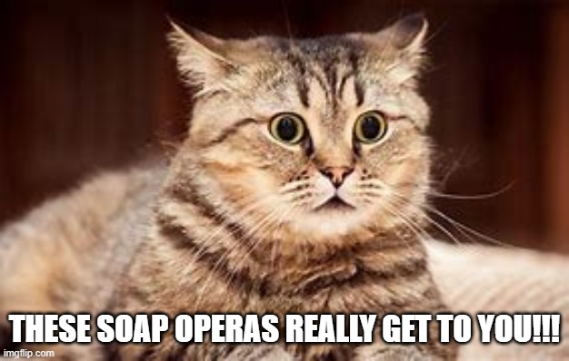 THESE SOAP OPERAS REALLY GET TO YOU!!! | image tagged in cats,kittens,cute | made w/ Imgflip meme maker