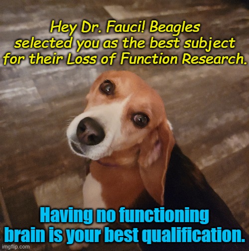 Guess which function you loose first Fauch | Hey Dr. Fauci! Beagles selected you as the best subject for their Loss of Function Research. Having no functioning brain is your best qualification. | image tagged in lola,beagle,fauci sucks | made w/ Imgflip meme maker