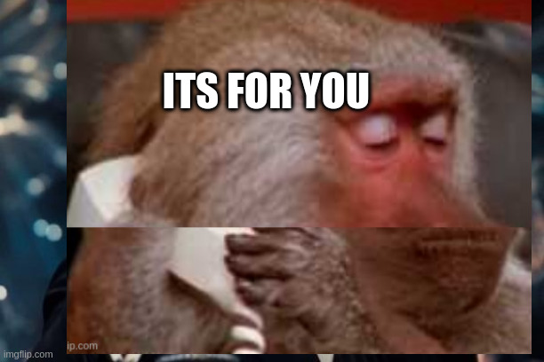  ITS FOR YOU | image tagged in monkey,see | made w/ Imgflip meme maker
