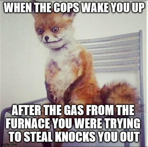 Awkward fox | WHEN THE COPS WAKE YOU UP; AFTER THE GAS FROM THE 
FURNACE YOU WERE TRYING 
TO STEAL KNOCKS YOU OUT | image tagged in awkward fox | made w/ Imgflip meme maker
