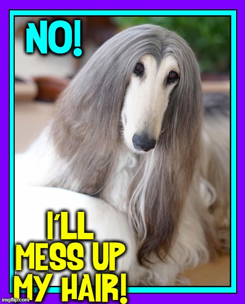 How about going outside and getting some exercise? | NO! I'LL MESS UP MY HAIR! | image tagged in vince vance,exercise,memes,afghan,hound,good hair | made w/ Imgflip meme maker