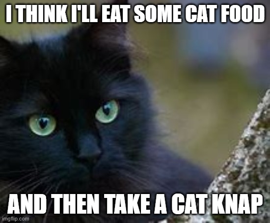 I THINK I'LL EAT SOME CAT FOOD; AND THEN TAKE A CAT KNAP | image tagged in cats,cute,kittens,funny | made w/ Imgflip meme maker