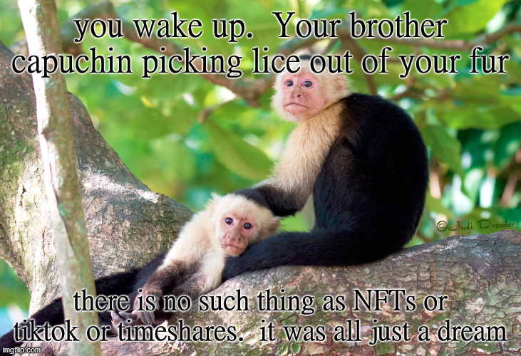 it was all a dream |  you wake up.  Your brother capuchin picking lice out of your fur; there is no such thing as NFTs or tiktok or timeshares.  it was all just a dream | image tagged in monkey,monke,funny,monkeys,funny meme,funny memes | made w/ Imgflip meme maker