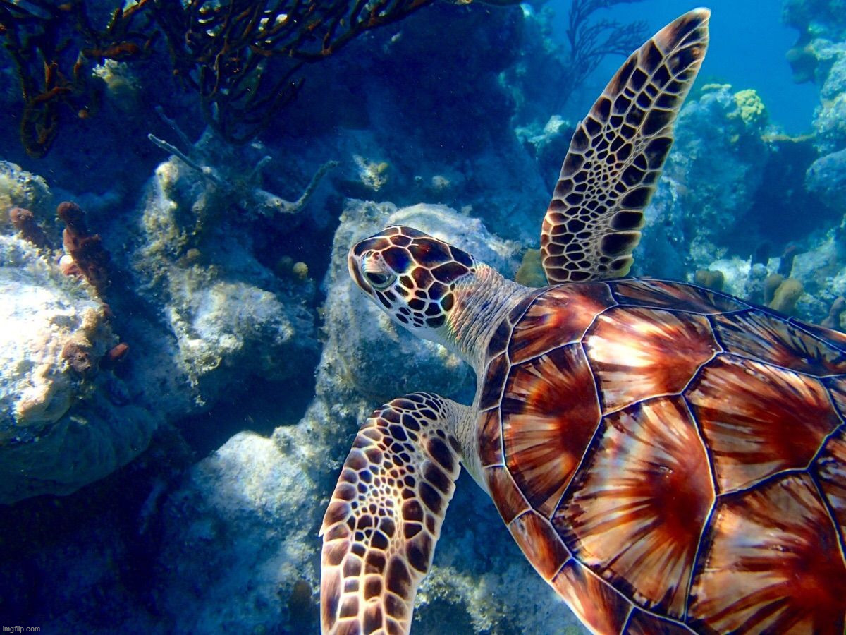 image tagged in awesome | made w/ Imgflip meme maker