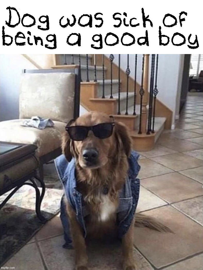 Dog was sick of 
being a good boy | image tagged in dogs | made w/ Imgflip meme maker