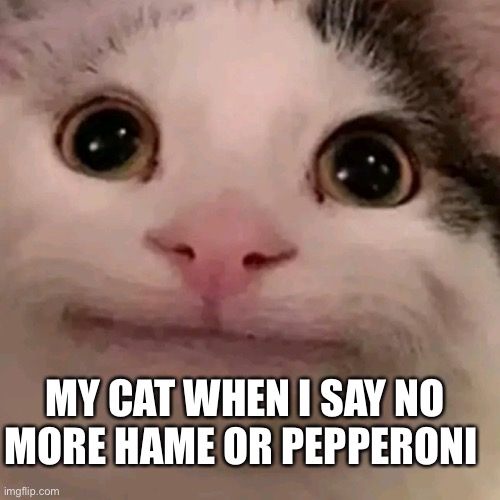 Beluga | MY CAT WHEN I SAY NO MORE HAME OR PEPPERONI | image tagged in beluga | made w/ Imgflip meme maker