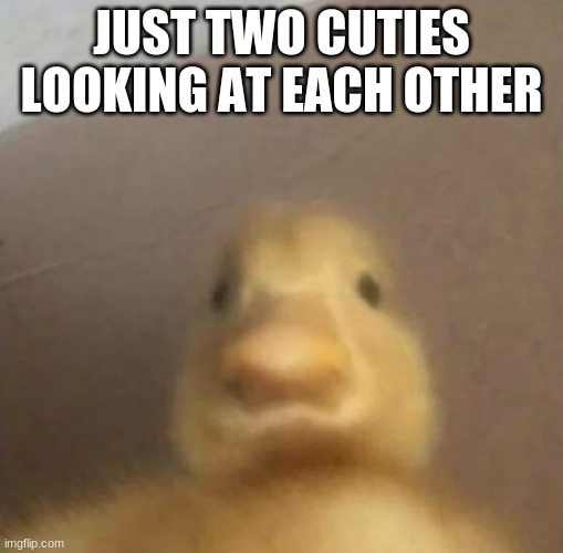 Don't be all sad and depressing in the comments- | JUST TWO CUTIES LOOKING AT EACH OTHER | made w/ Imgflip meme maker