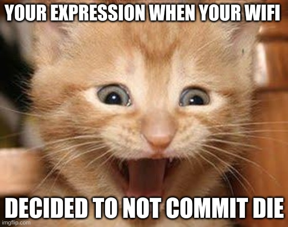 alt-f4 | YOUR EXPRESSION WHEN YOUR WIFI; DECIDED TO NOT COMMIT DIE | image tagged in memes,excited cat | made w/ Imgflip meme maker