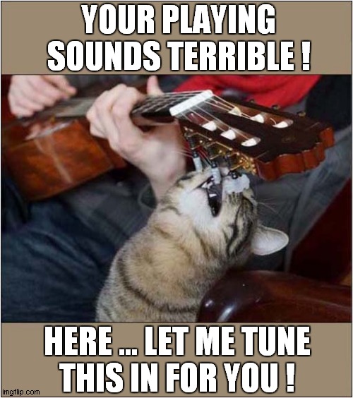 A Music Loving Cat ! | YOUR PLAYING SOUNDS TERRIBLE ! HERE ... LET ME TUNE
THIS IN FOR YOU ! | image tagged in cats,guitar,tuning | made w/ Imgflip meme maker