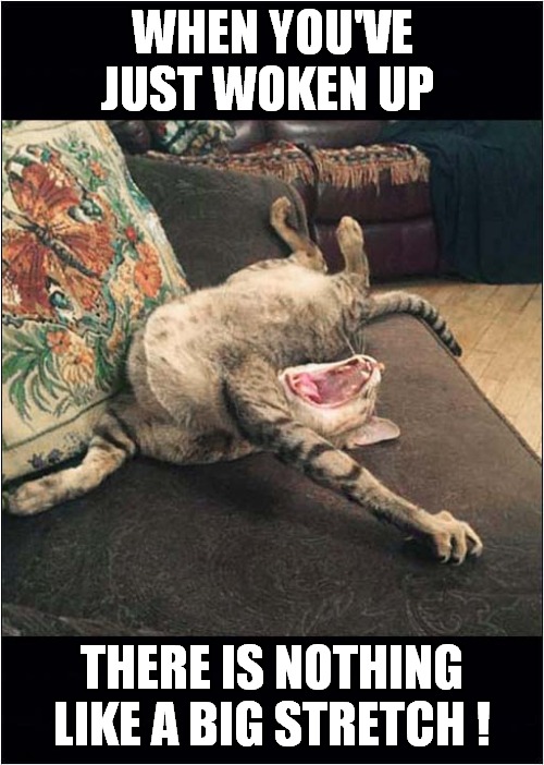 Cat Yawn ! | WHEN YOU'VE JUST WOKEN UP; THERE IS NOTHING LIKE A BIG STRETCH ! | image tagged in cats,yawn,stretch | made w/ Imgflip meme maker