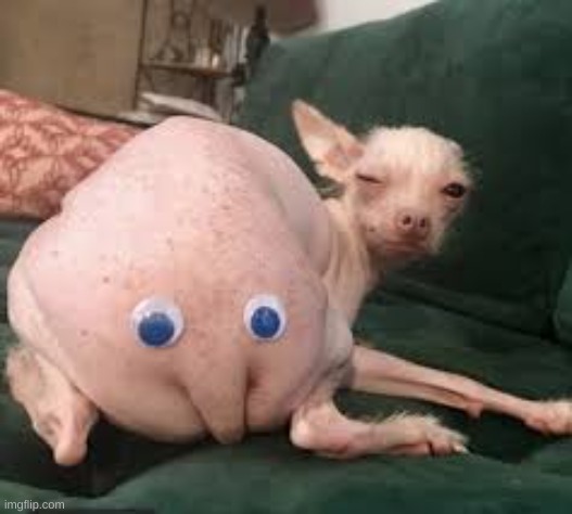 day 2 of weird photos | image tagged in eye butt dog | made w/ Imgflip meme maker