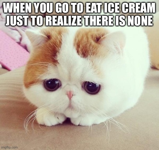 Sad Cat | WHEN YOU GO TO EAT ICE CREAM JUST TO REALIZE THERE IS NONE | image tagged in sad cat | made w/ Imgflip meme maker