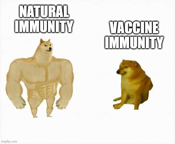 Strong dog vs weak dog | NATURAL IMMUNITY VACCINE IMMUNITY | image tagged in strong dog vs weak dog | made w/ Imgflip meme maker