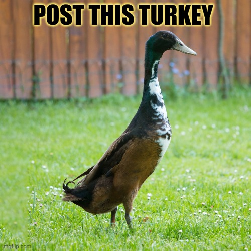 Post this Thanksgiving Turkey | POST THIS TURKEY | image tagged in post this turkey,cute animals,turkeys,happy thanksgiving,but why why would you do that | made w/ Imgflip meme maker