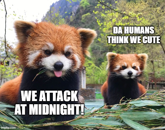 DA HUMANS THINK WE CUTE; WE ATTACK AT MIDNIGHT! | made w/ Imgflip meme maker