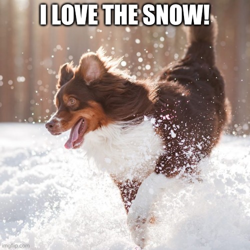 Dog play in snow | I LOVE THE SNOW! | image tagged in dog play in snow | made w/ Imgflip meme maker