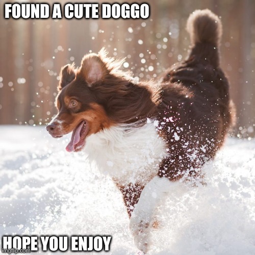You have been scrolling for a while... rest with this happy puppy! | FOUND A CUTE DOGGO; HOPE YOU ENJOY | image tagged in dog play in snow,wholesome,heartwarming,doge,doggo,winter is coming | made w/ Imgflip meme maker