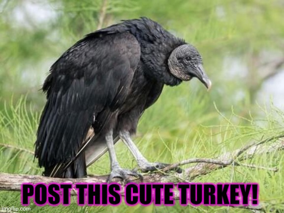 Post this Turkey | POST THIS CUTE TURKEY! | image tagged in post this turkey,turkeys,happy thanksgiving,cute animals | made w/ Imgflip meme maker